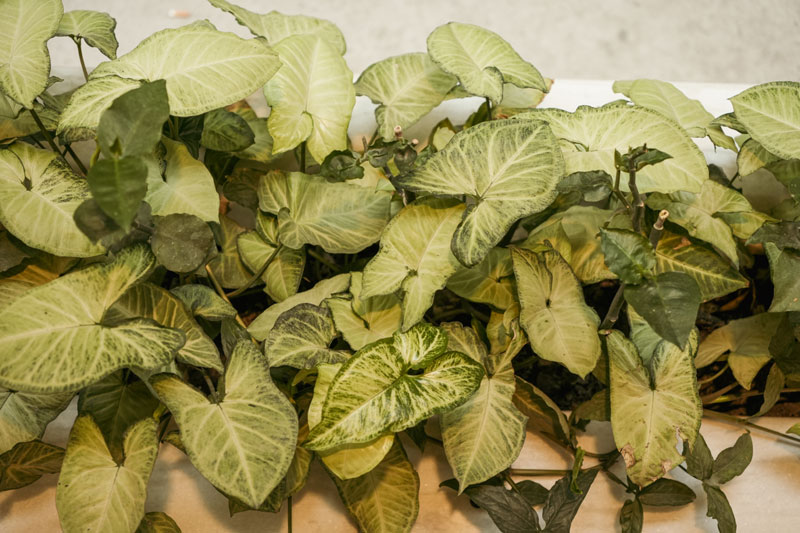 Plant